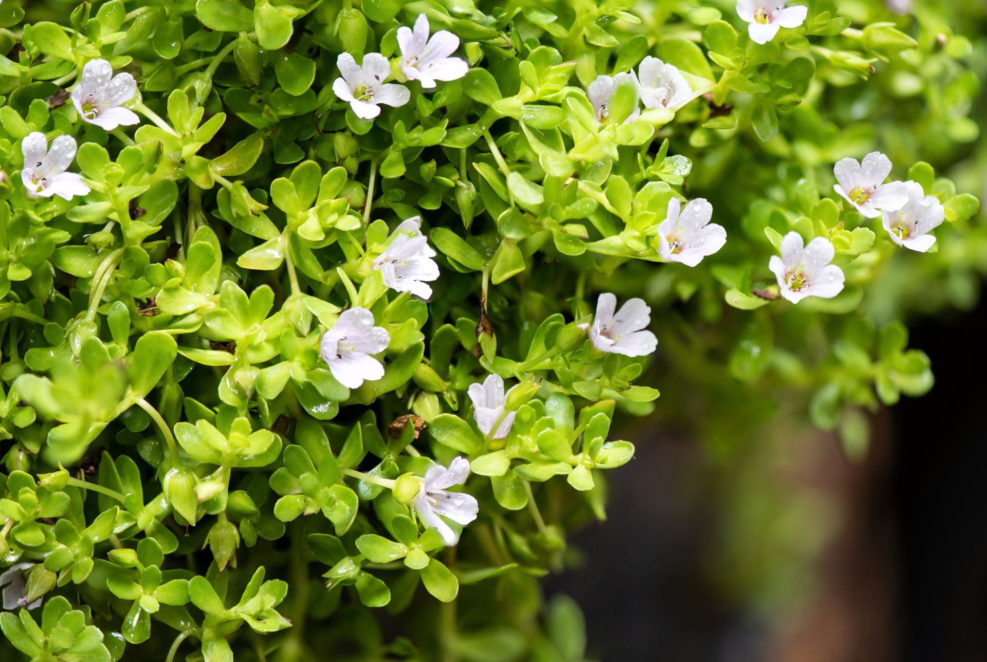 Bacopa Monnieri – naturalny nootrop na pamięć